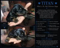 Titan, a male Doberman Pinscher for sale in Woodland, GA – 1 of 2