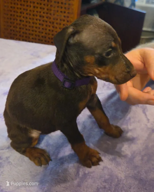 Ember – Doberman Pinscher puppy for sale in Woodland, GA