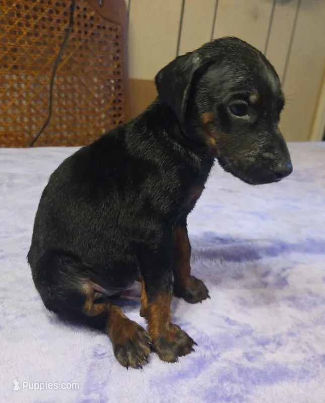 Titan – Doberman Pinscher puppy for sale in Woodland, GA