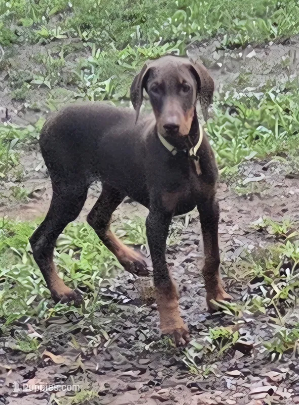 Willow – Doberman Pinscher puppy for sale in Woodland, GA