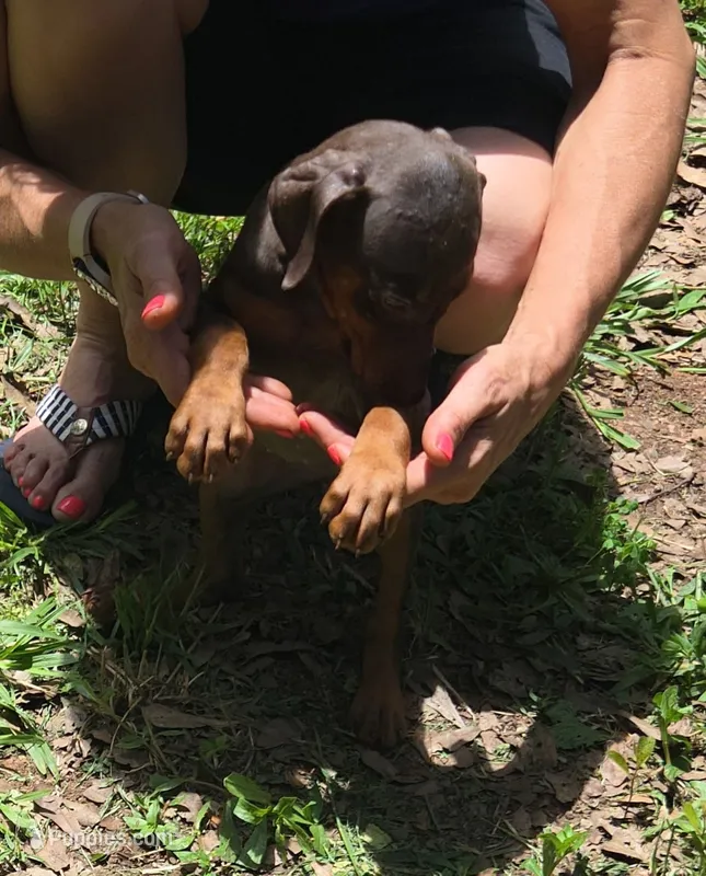 Ember – Doberman Pinscher puppy for sale in Woodland, GA