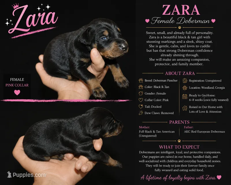 Zara – Doberman Pinscher puppy for sale in Woodland, GA