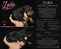 Zara, a female Doberman Pinscher for sale in Woodland, GA – 1 of 2