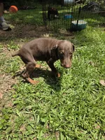 Roscoe, a male Doberman Pinscher for sale in Woodland, GA – 8 of 9