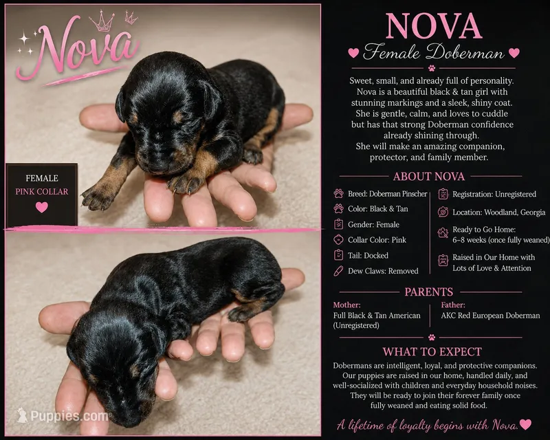 Nova – Doberman Pinscher puppy for sale in Woodland, GA