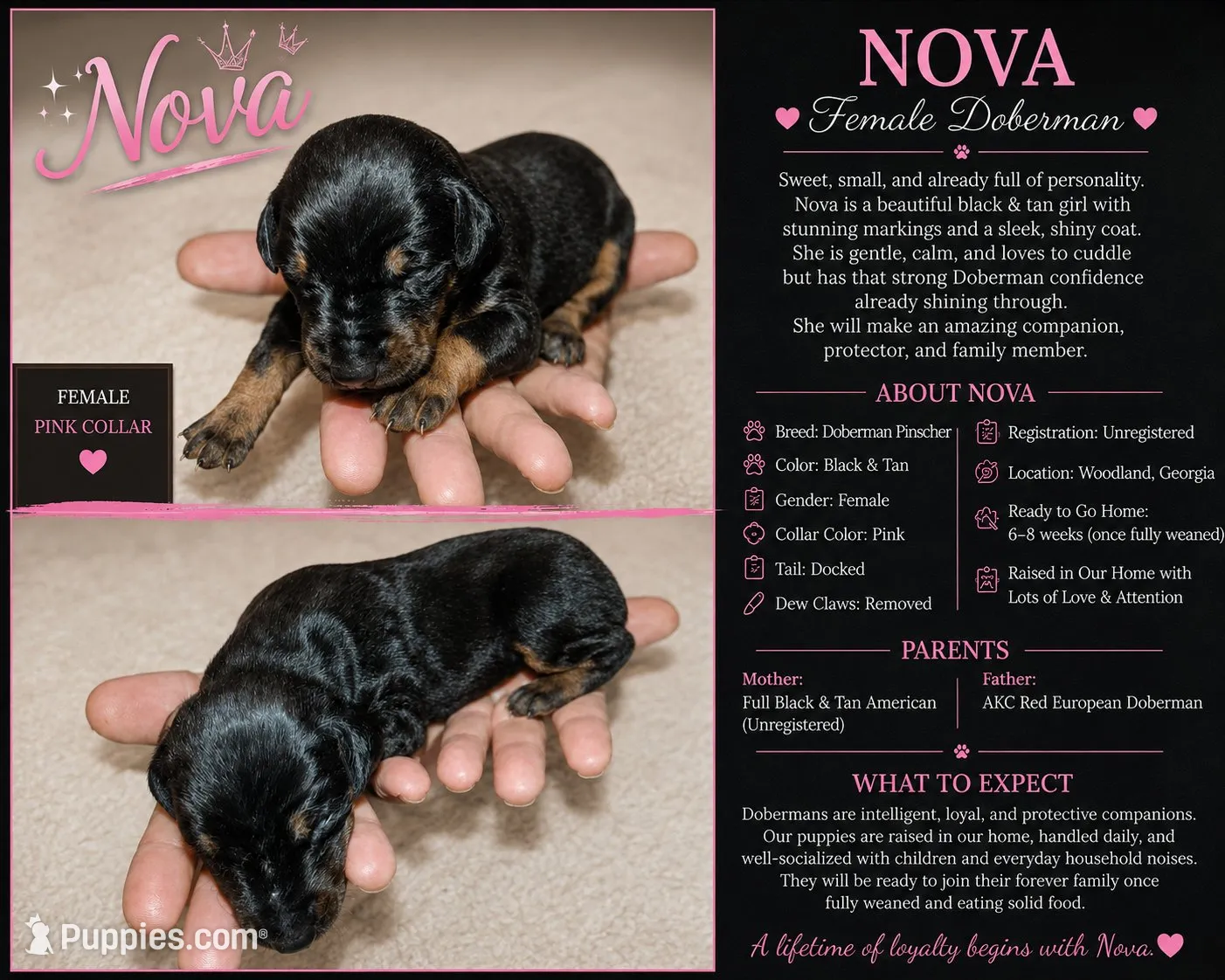 Nova, a female Doberman Pinscher for sale in Woodland, GA – 1 of 1