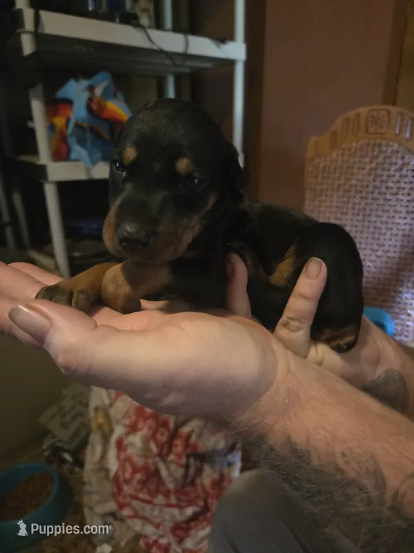Athena – Doberman Pinscher puppy for sale in Woodland, GA
