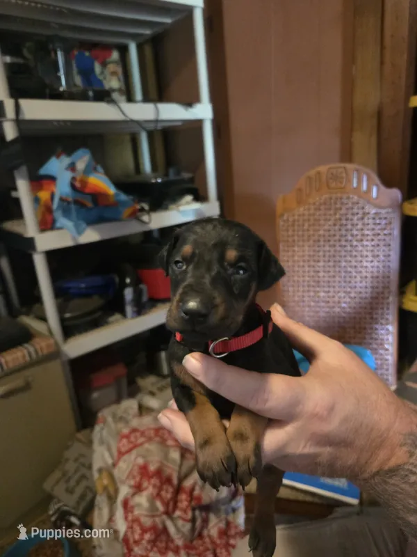 Piper – Doberman Pinscher puppy for sale in Woodland, GA