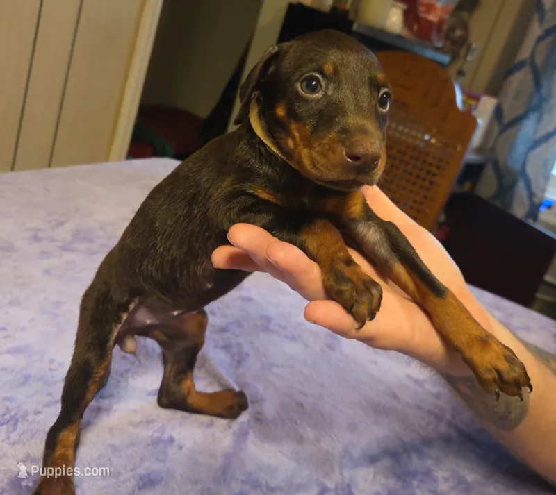 Willow – Doberman Pinscher puppy for sale in Woodland, GA