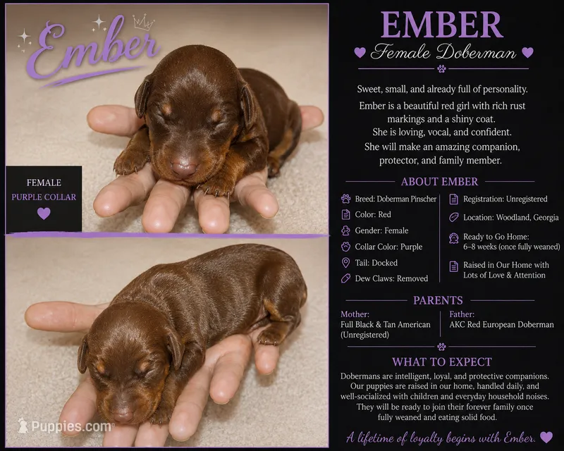 Ember – Doberman Pinscher puppy for sale in Woodland, GA