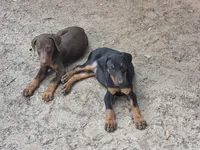 Bruno, a female Doberman Pinscher for sale in Woodland, GA – 10 of 10