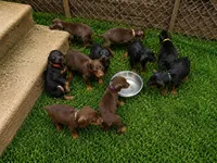 Roscoe, a male Doberman Pinscher for sale in Woodland, GA – 4 of 9