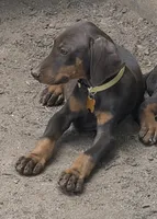 Willow, a female Doberman Pinscher for sale in Woodland, GA – 4 of 10