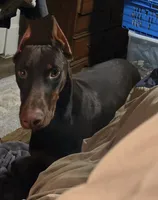 Gator, a male Doberman Pinscher for sale in Woodland, GA – 3 of 10