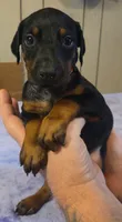 Nova, a female Doberman Pinscher for sale in Woodland, GA – 6 of 6