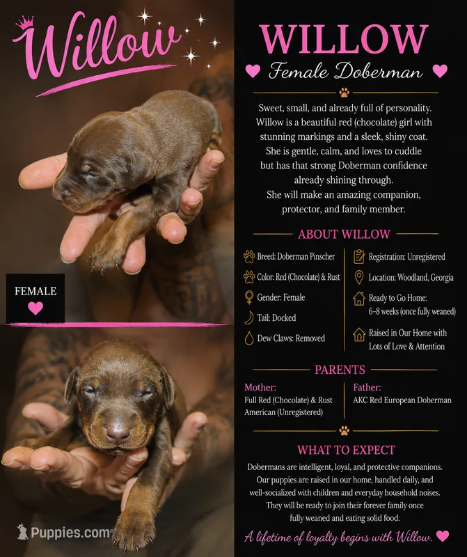 Willow – Doberman Pinscher puppy for sale in Woodland, GA
