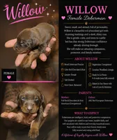 Willow, a female Doberman Pinscher for sale in Woodland, GA – 1 of 2