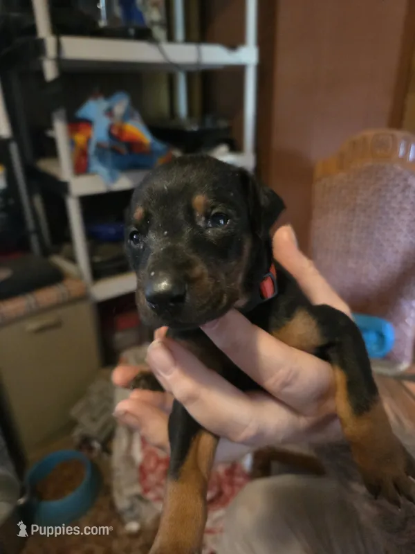Freya – Doberman Pinscher puppy for sale in Woodland, GA