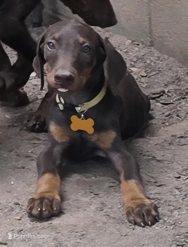Willow – Doberman Pinscher puppy for sale in Woodland, GA