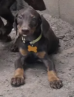 Willow, a female Doberman Pinscher for sale in Woodland, GA – 1 of 10