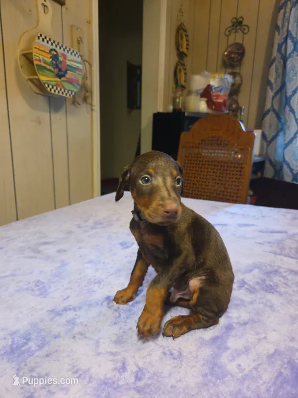 Bruno – Doberman Pinscher puppy for sale in Woodland, GA