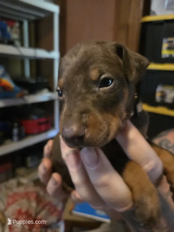 Bruno – Doberman Pinscher puppy for sale in Woodland, GA