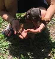 Ember, a female Doberman Pinscher for sale in Woodland, GA – 8 of 8