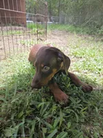 Piper, a female Doberman Pinscher for sale in Woodland, GA – 8 of 10