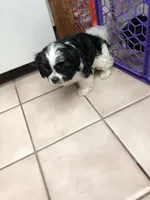 puppy, a female Shih Tzu for sale in Garden Grove, CA – Photo 2 of 3