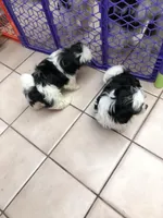 puppy, a female Shih Tzu for sale in Garden Grove, CA – Photo 3 of 3