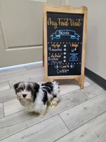 Bruno, a male Biewer for sale in Chicago, IL – 1 of 2