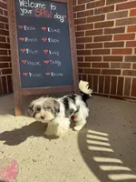 Bruno, a male Biewer for sale in Chicago, IL – 2 of 2