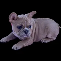Cardi B, a female French Bulldog for sale in Edgewater, FL – Photo 4 of 6
