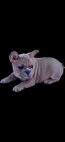 Cardi B, a female French Bulldog for sale in Edgewater, FL – Photo 2 of 8