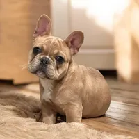 Cardi B, a female French Bulldog for sale in Edgewater, FL – Photo 2 of 6