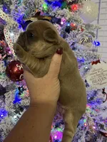 Cardi B, a female French Bulldog for sale in Edgewater, FL – Photo 8 of 8