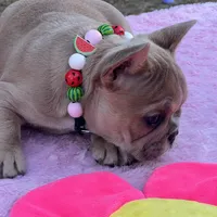 Cardi B, a female French Bulldog for sale in Edgewater, FL – Photo 5 of 6