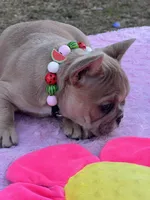 Cardi B, a female French Bulldog for sale in Edgewater, FL – Photo 3 of 8
