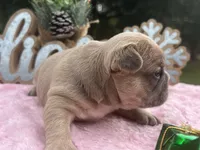 Cardi B, a female French Bulldog for sale in Edgewater, FL – Photo 7 of 8