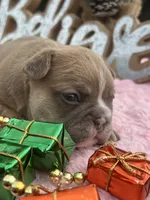 Cardi B, a female French Bulldog for sale in Edgewater, FL – Photo 6 of 8