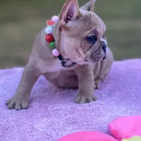 Cardi B, a female French Bulldog for sale in Edgewater, FL – Photo 6 of 6