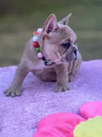 Cardi B, a female French Bulldog for sale in Edgewater, FL – Photo 4 of 8