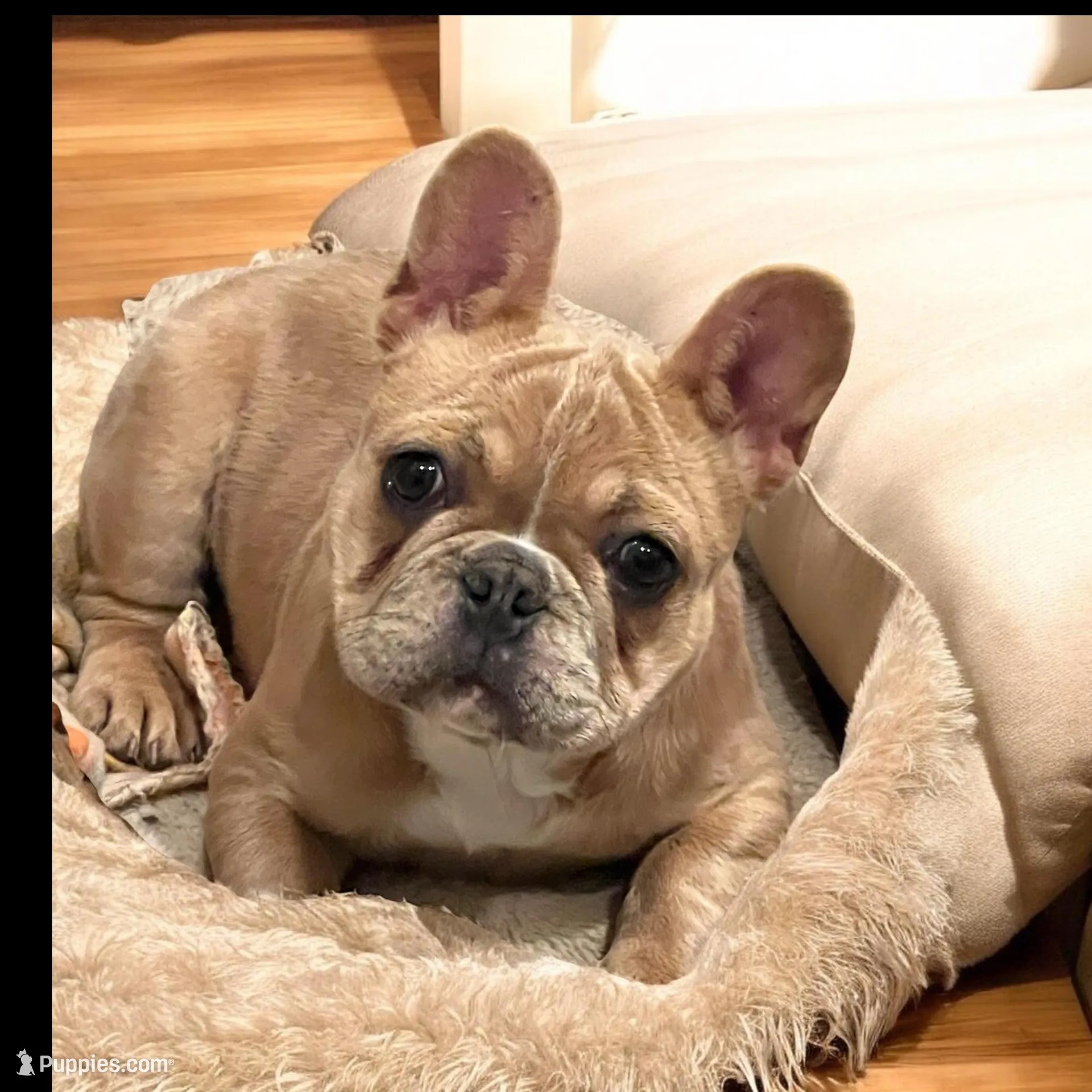 Cardi B, a female French Bulldog for sale in Edgewater, FL – Photo 1 of 6
