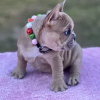 Cardi B, a female French Bulldog for sale in Edgewater, FL – Photo 3 of 6