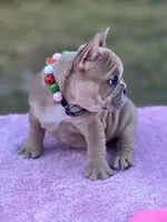 Cardi B, a female French Bulldog for sale in Edgewater, FL – Photo 1 of 8