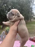 Cardi B, a female French Bulldog for sale in Edgewater, FL – Photo 5 of 8