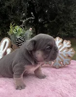 Aqua, a female French Bulldog for sale in Edgewater, FL – Photo 6 of 10
