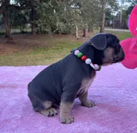 Aqua, a female French Bulldog for sale in Edgewater, FL – Photo 3 of 10