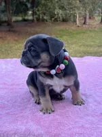 Aqua, a female French Bulldog for sale in Edgewater, FL – Photo 2 of 10