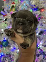 Aqua, a female French Bulldog for sale in Edgewater, FL – Photo 4 of 10